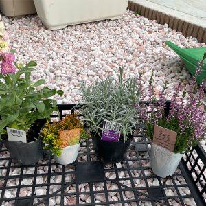 2023年10月18日に購入した苗(ストック、カルーナ、ラベンダーグロッソ)