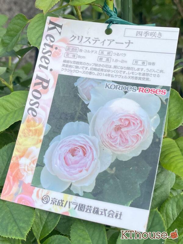 シュラブローズ・バラ「クリスティアーナ(christiana)」2023/10/22