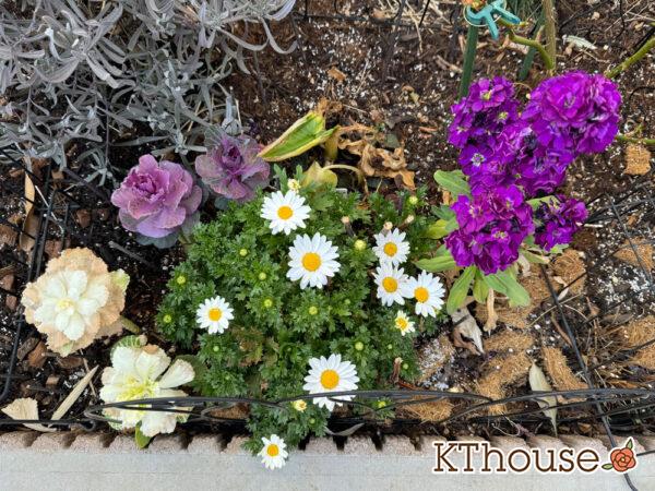 クリサンセマム(ノースポール/Chrysanthemum)2025/3/1