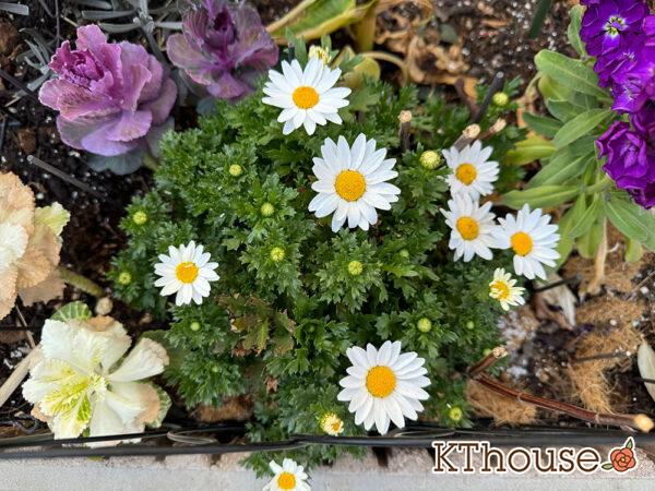 クリサンセマム(ノースポール/Chrysanthemum)2025/3/1