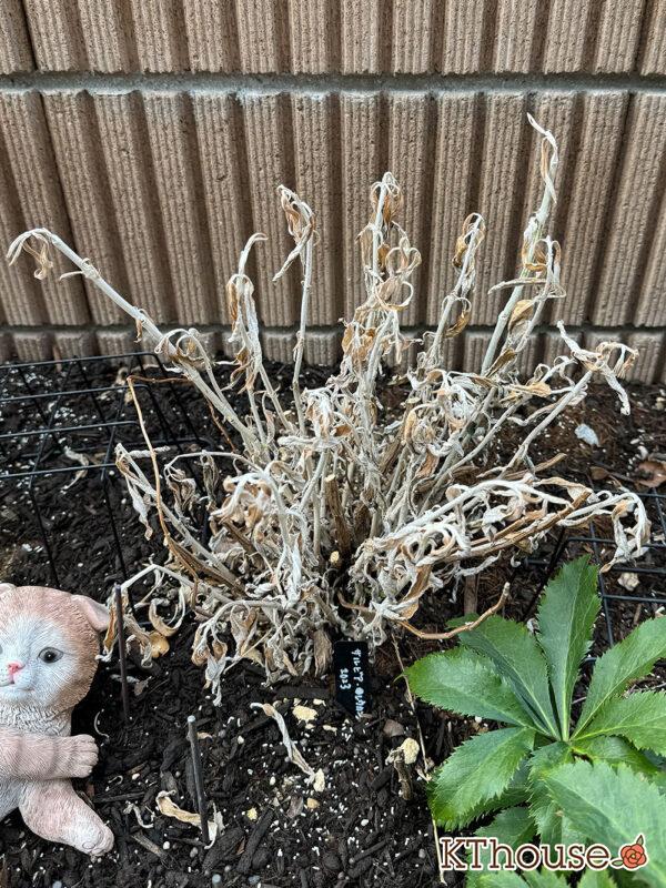 サルビア・レウカンサ フェアリーピンク Salvia leucantha fairy pink 2025/3/2