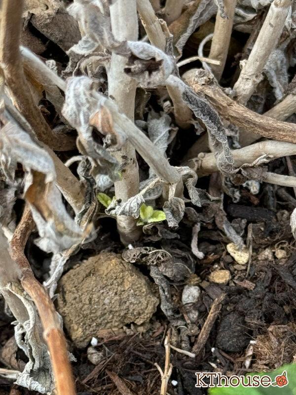 サルビア・レウカンサ フェアリーピンク Salvia leucantha fairy pink 2025/3/2