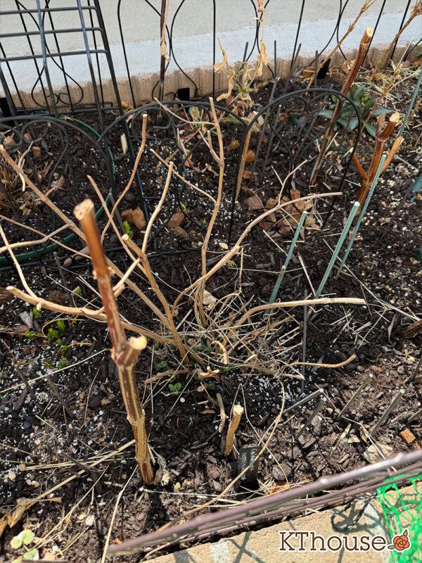 カラミンサ・ネペタ(Calamintha nepeta) 2025/3/2