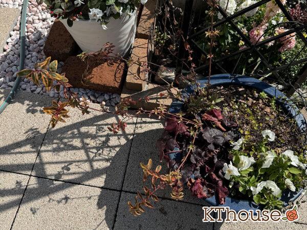 ヒペリカム トリカラー 2025/3/9