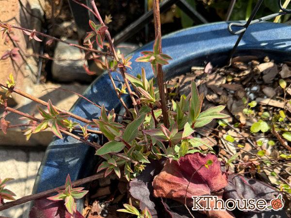 ヒペリカム トリカラー 2025/3/9