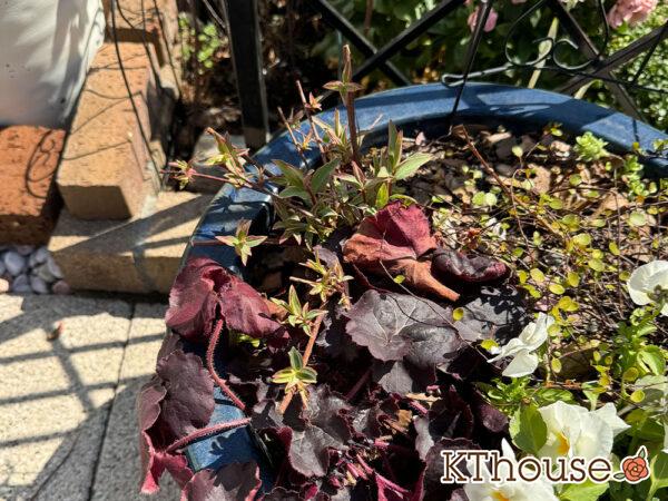 ヒペリカム トリカラー 2025/3/9