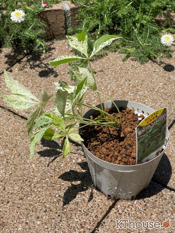 斑入りヘンリーツタ 2024/6/11