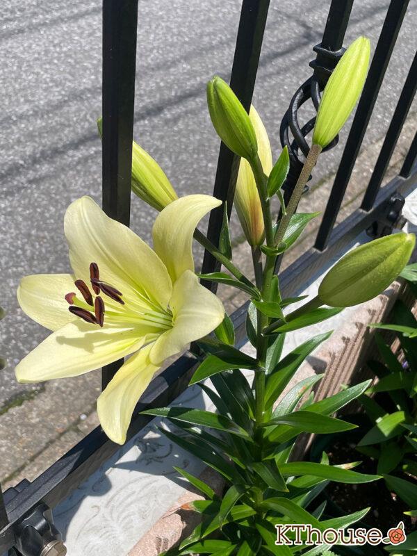 百合 ユリ 鉢植え 2024/6/11
