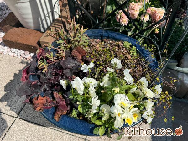 【寄せ植え】ダリア・ヒペリカム トリカラー・ビオラよく咲くスミレ・ヒューケラ・ワイヤープランツ・ヘンリーツタ ベロニカ 2025/3/17