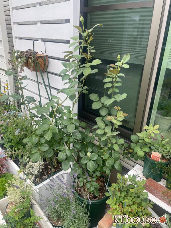 バラ・ブルームーン(rose blue moon) 2024/6/13