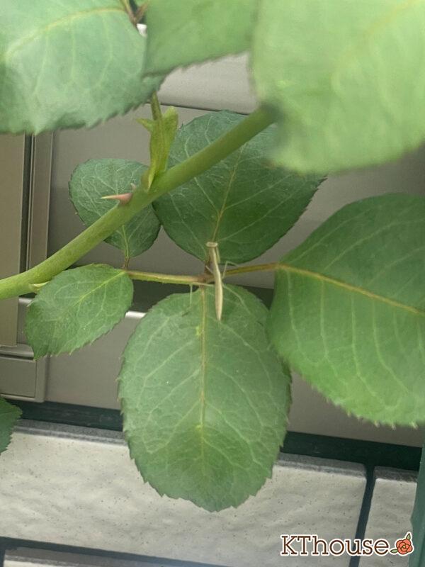 バラ・ブルームーン(rose blue moon) 2024/6/13