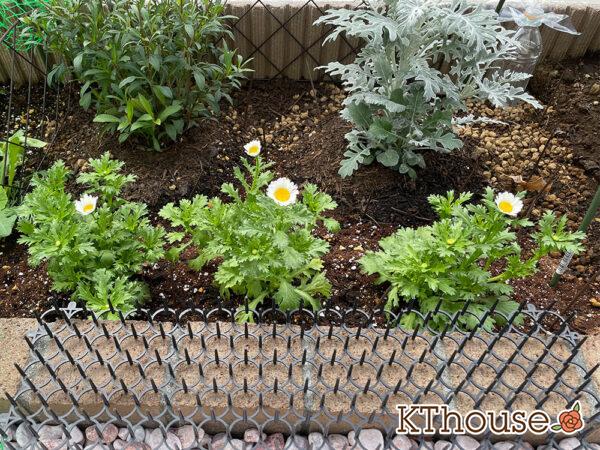 クリサンセマム(ノースポール/Chrysanthemum)2023/11/25