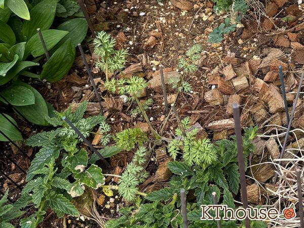 オルラヤ・オルレア(ホワイトレースフラワー)(Orlaya grandiflora)2025/3/24