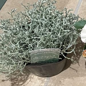 シルバーブッシュ カロケファルス 2023/11/25