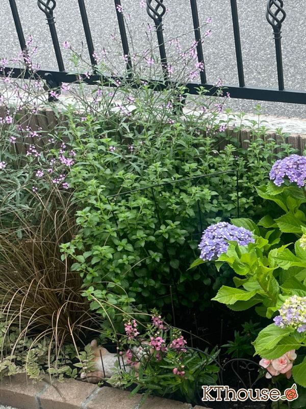 カラミンサ・ネペタ(Calamintha nepeta) 2024/6/13