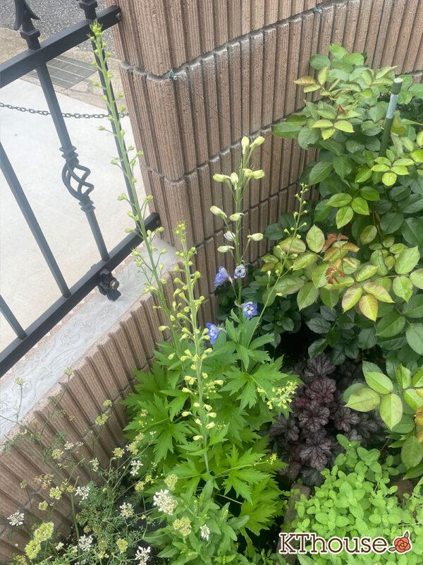 デルフィニウムF1オーロラ・ブルーインプ Delphinium F1 Aurora Blue Imp 2024/6/13