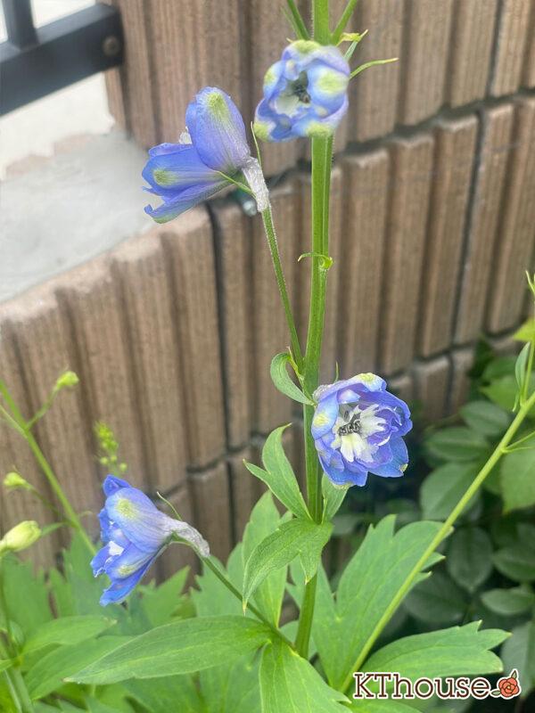 デルフィニウムF1オーロラ・ブルーインプ Delphinium F1 Aurora Blue Imp 2024/6/13