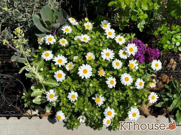 クリサンセマム(ノースポール/Chrysanthemum)2025/4/4