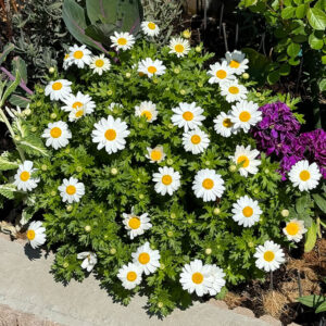 クリサンセマム(ノースポール/Chrysanthemum)2025/4/4