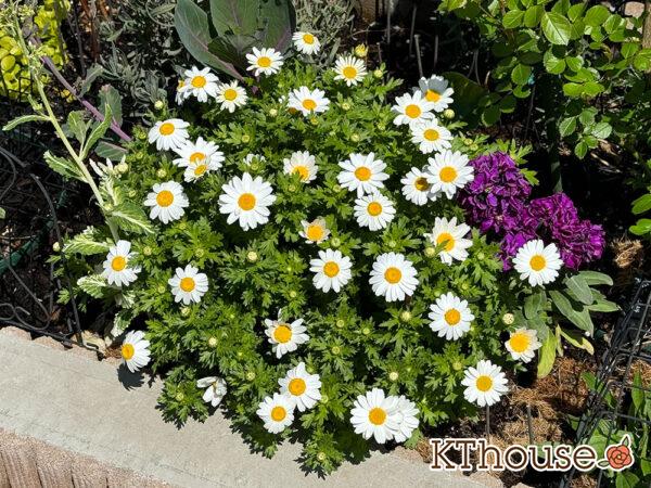 クリサンセマム(ノースポール/Chrysanthemum)2025/4/4