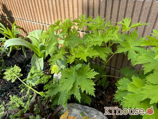 デルフィニウム・オーロラ ディープパープル 2025/4/7