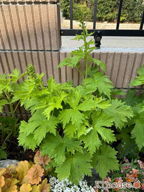 デルフィニウム・オーロラ ブルーインプ 2025/4/7