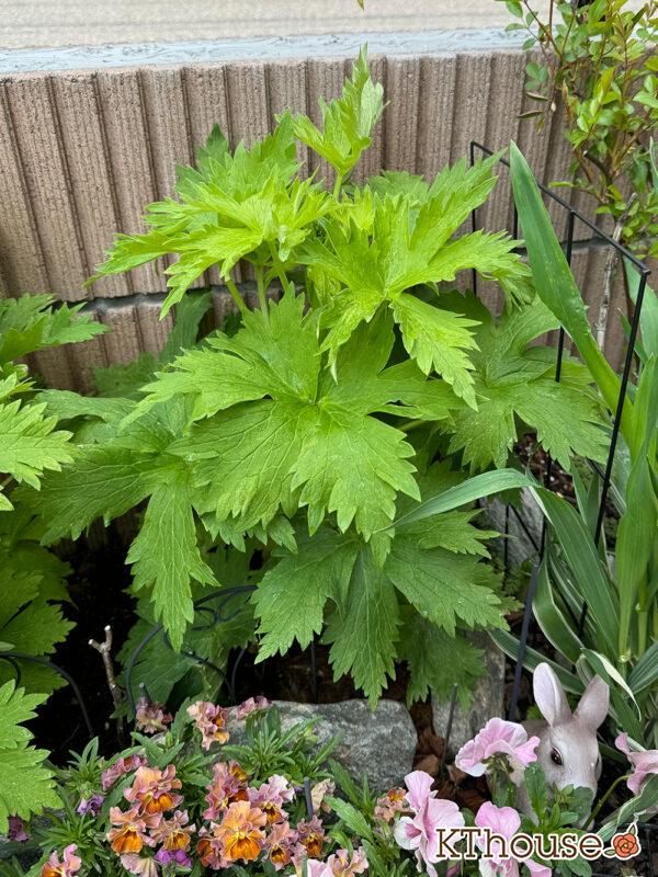 デルフィニウム・オーロラ ラベンダー 2025/4/7