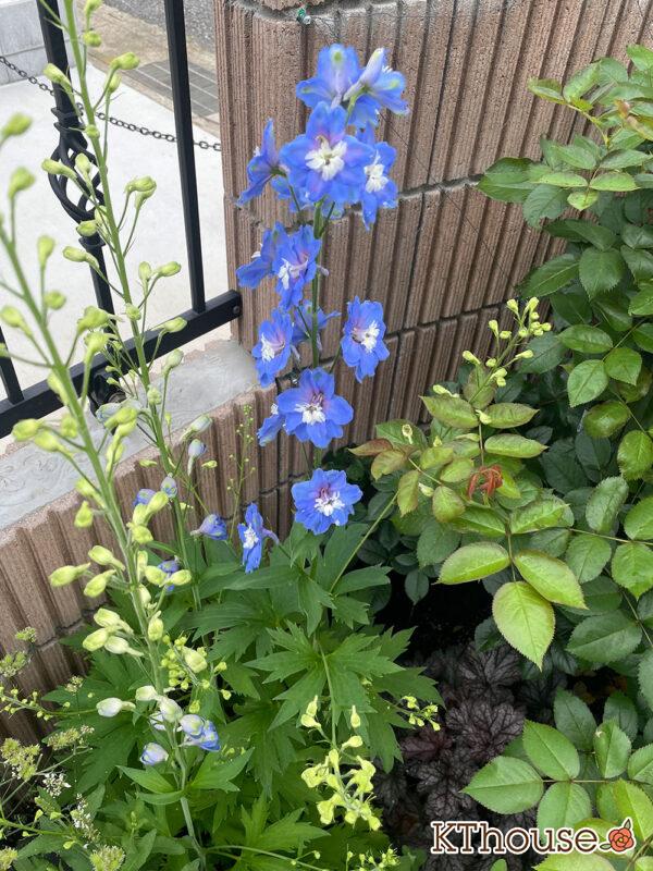 デルフィニウムF1オーロラ・ブルーインプ Delphinium F1 Aurora Blue Imp 2024/6/17