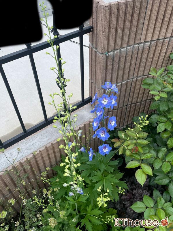 デルフィニウムF1オーロラ・ブルーインプ Delphinium F1 Aurora Blue Imp 2024/6/17