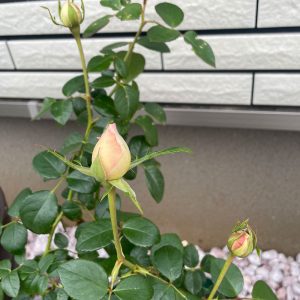 バラ プリンセス・ヴェール(Princess Veil)12/11