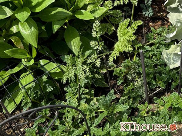 オルラヤ・オルレア(ホワイトレースフラワー)(Orlaya grandiflora)2025/4/10