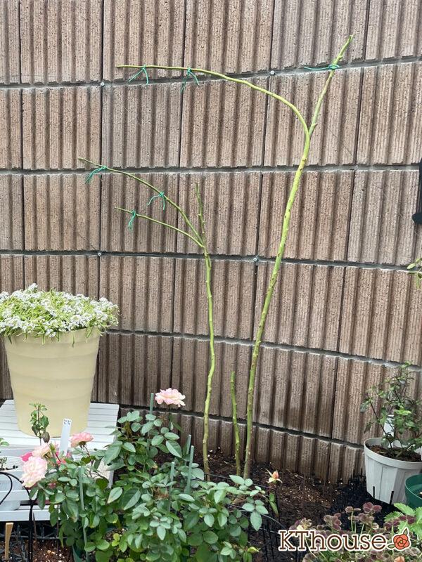 シュラブローズ・バラ「クリスティアーナ(christiana)」2023/12/11