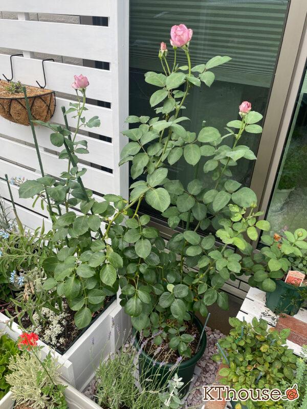 バラ・ブルームーン(rose blue moon) 2024/6/17