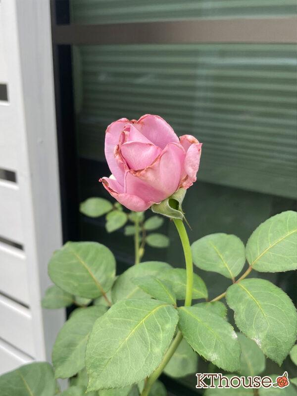 バラ・ブルームーン(rose blue moon) 2024/6/17