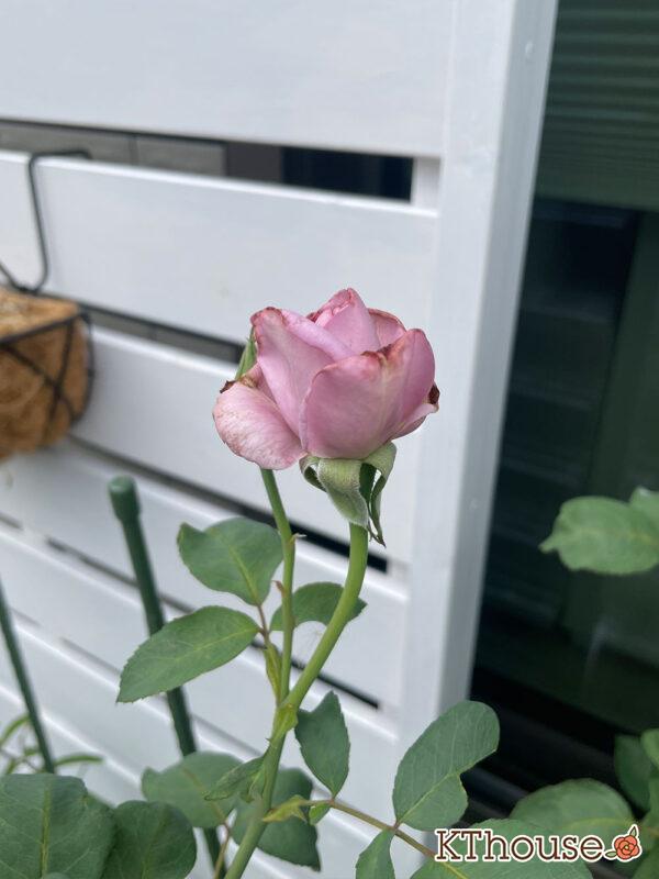 バラ・ブルームーン(rose blue moon) 2024/6/17