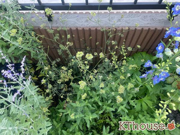 オルレア・オルラヤ（ホワイトレースフラワー）（Orlaya grandiflora 'Pieris White'）2024/6/19