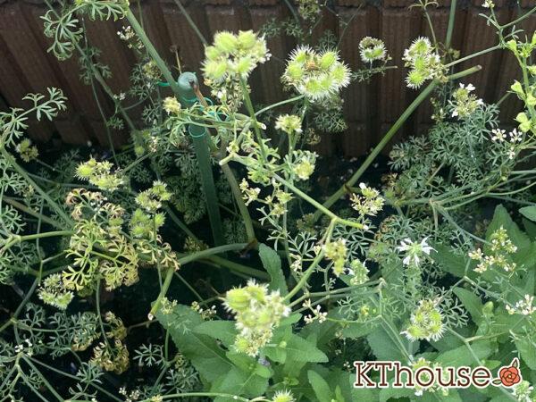 オルレア・オルラヤ（ホワイトレースフラワー）（Orlaya grandiflora 'Pieris White'）2024/6/19