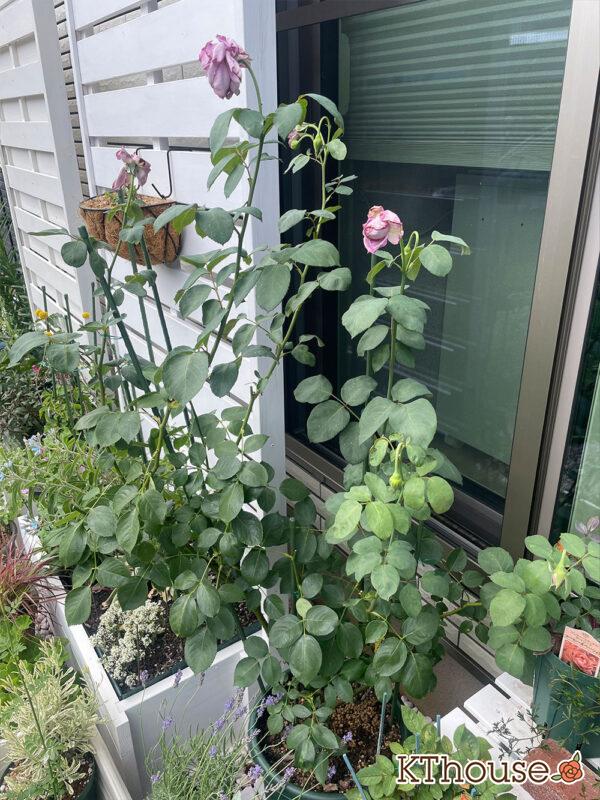 バラ・ブルームーン(rose blue moon) 2024/6/19