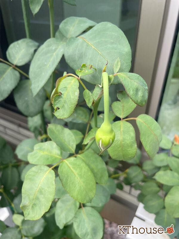 バラ・ブルームーン(rose blue moon) 2024/6/19