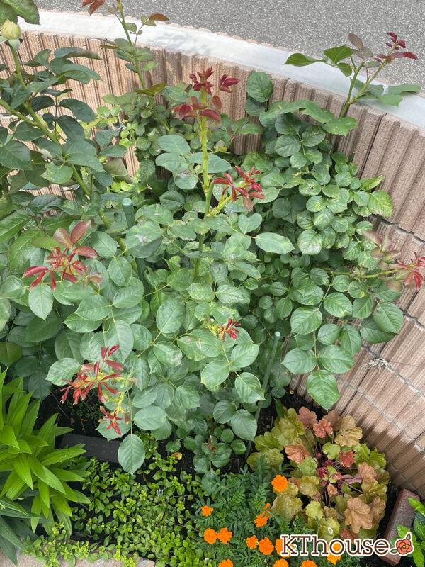 シュラブローズ・バラ「クリスティアーナ(christiana)」2024/6/20