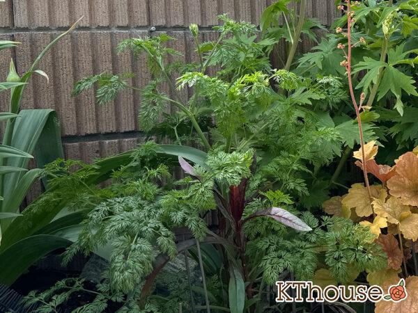 オルラヤ・オルレア(ホワイトレースフラワー)(Orlaya grandiflora)2025/4/22