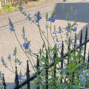 ボッグセージ(サルビア ウルギノーサ)2024/6/22