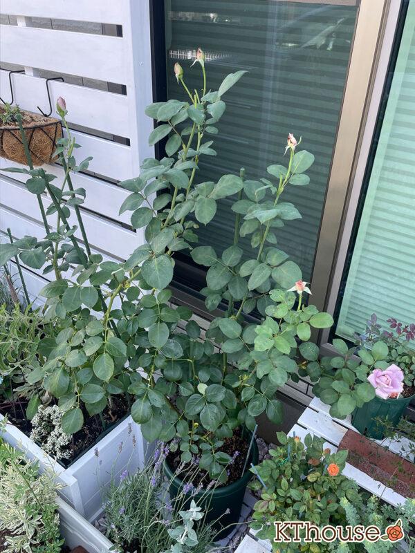 バラ・ブルームーン(rose blue moon) 2024/6/22