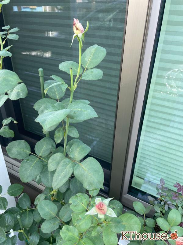 バラ・ブルームーン(rose blue moon) 2024/6/22