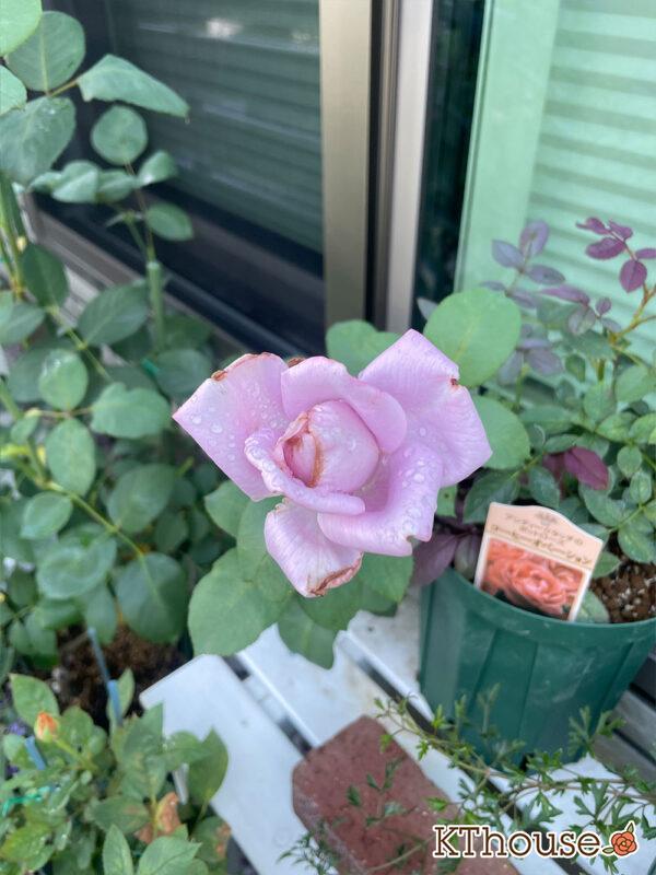 バラ・ブルームーン(rose blue moon) 2024/6/22