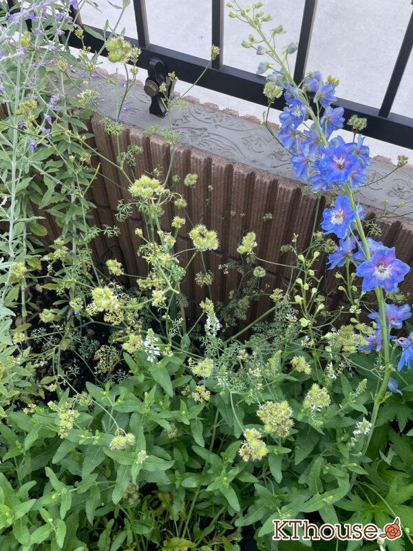 オルレア・オルラヤ（ホワイトレースフラワー）（Orlaya grandiflora 'Pieris White'）2024/6/22
