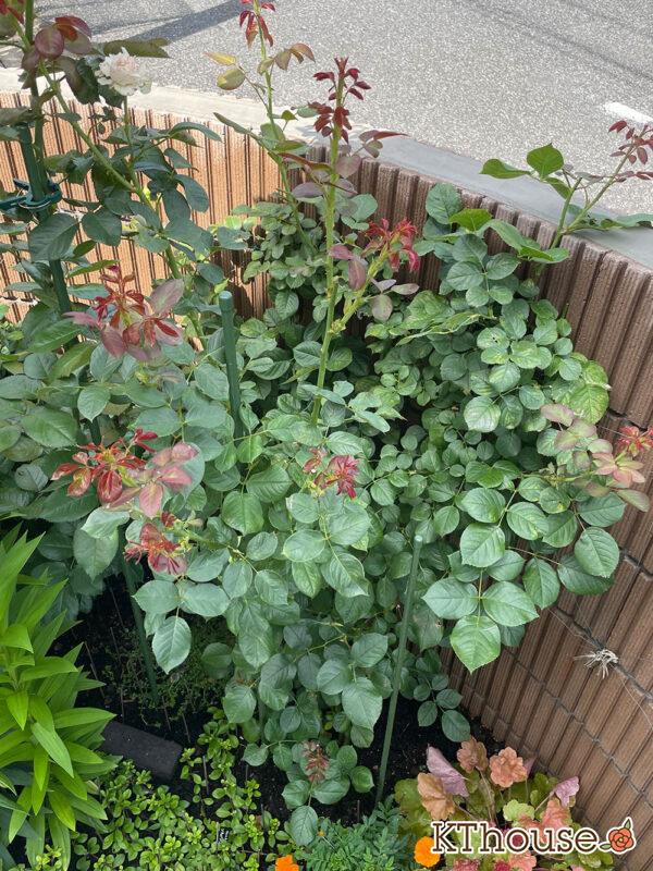 シュラブローズ・バラ「クリスティアーナ(christiana)」2024/6/22