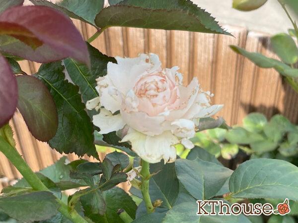 シュラブローズ・バラ「クリスティアーナ(christiana)」2024/6/22