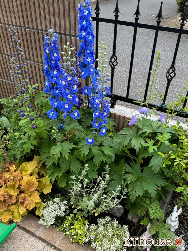 デルフィニウム・オーロラ 2025/4/26