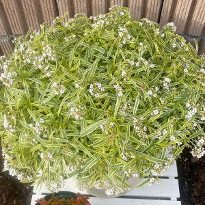 PWスーパーアリッサム・フロスティーナイト 鉢植え 1/3